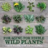 Foraging For Edible Wild Plants