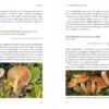 Foragers Calendar